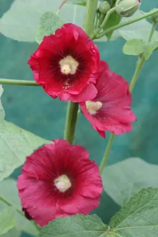 Alcea apterocarpa