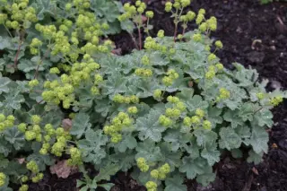Alchemilla erythropoda caucasica