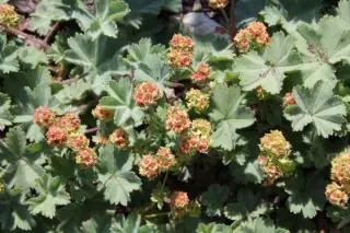 Alchemilla erythropoda caucasica