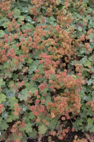 Alchemilla erythropoda