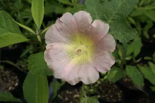 Alcea ficifolia hybride