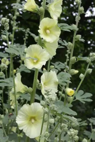 Alcea kurdica