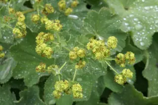 Alchemilla mollis 'Robustica'