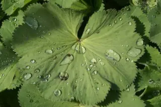 Alchemilla mollis 'Robustica'