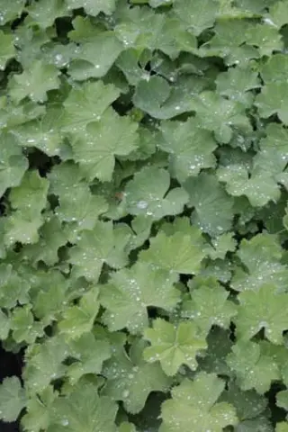 Alchemilla mollis 'Auslese'
