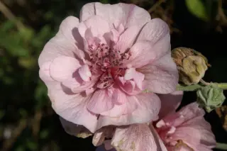 Alcea 'Parkfrieden'