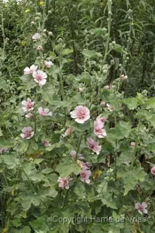 Alcea 'Parkfrieden'