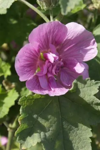 Alcea 'Parkrondell'