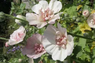 Alcea 'Parkallee'