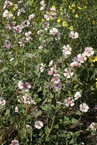 Alcea 'Parkallee'