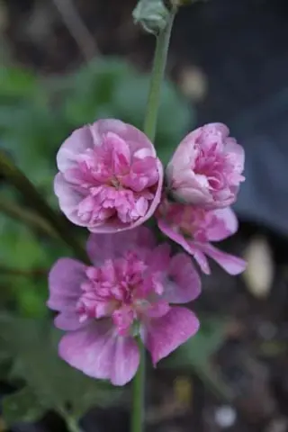 Alcea 'Poetry'