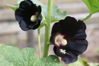 Alcea rosea 'Blacknight'