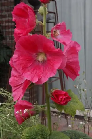 Alcea rosea 'Mars Magic'