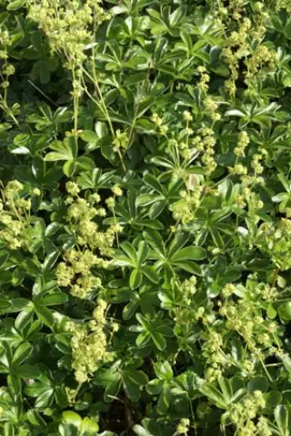 Alchemilla saxatilis