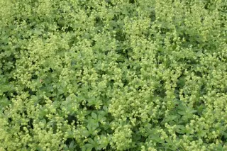 Alchemilla saxatilis