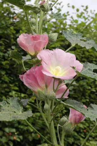 Alcea setosa