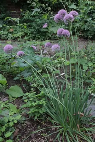 Allium angulosum 'Sara'