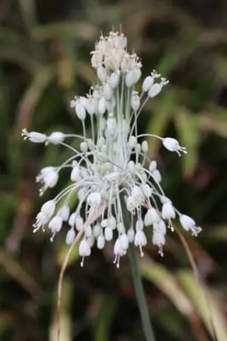 Allium carinatum pulchellum 'Album'