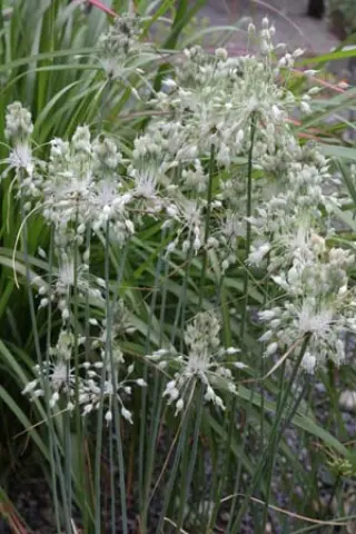 Allium carinatum pulchellum 'Album'