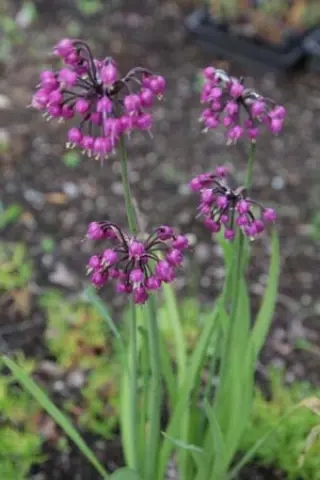 Allium cernuum