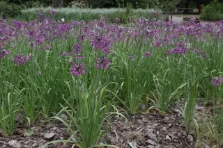 Allium cernuum