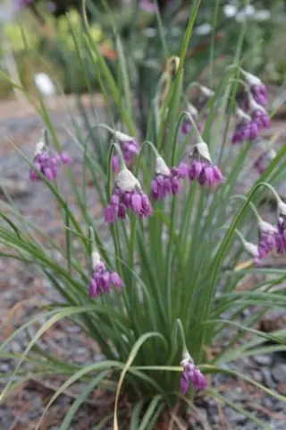 Allium cyathophorum farreri