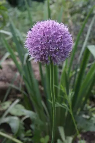Allium cyrillii