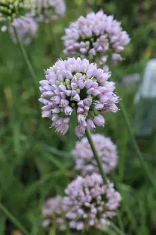 Allium ericetorum (coll. Slovenië)