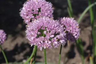 Allium incensiodorum