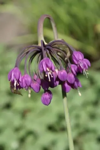 Allium macranthum