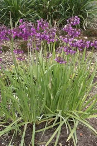 Allium macranthum