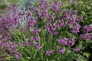 Allium macranthum