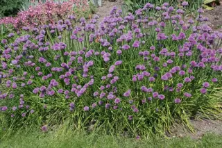 Allium maximowiczii