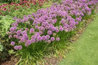 Allium 'Millenium'