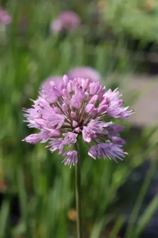 Allium nutans hybr. nr. 67