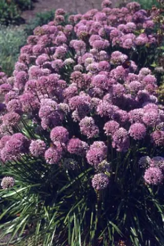 Allium nutans (ex Altai)