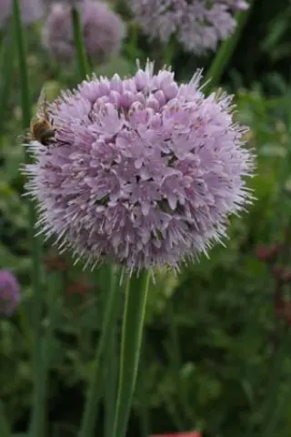 Allium nutans 'Caroline'