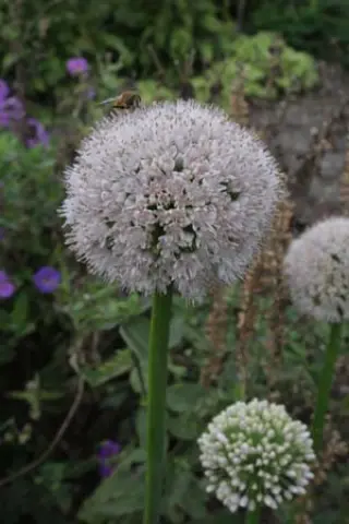 Allium nutans 'Isabelle'
