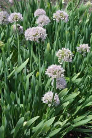 Allium nutans 'Isabelle'