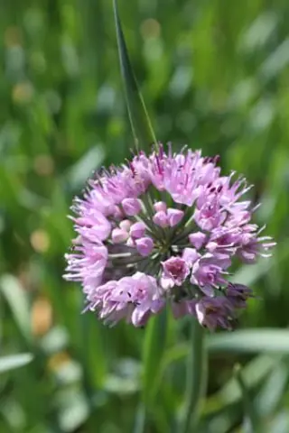 Allium nutans roze
