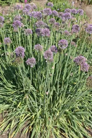 Allium nutans roze