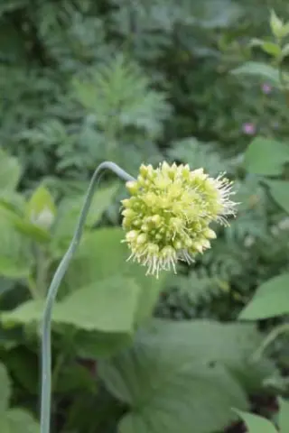 Allium obliquum