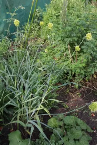 Allium obliquum
