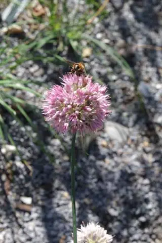 Allium saxatile