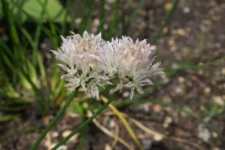 Allium schoenoprasum 'Corsican White'