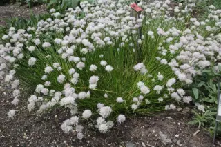 Allium schoenoprasum 'Corsican White'