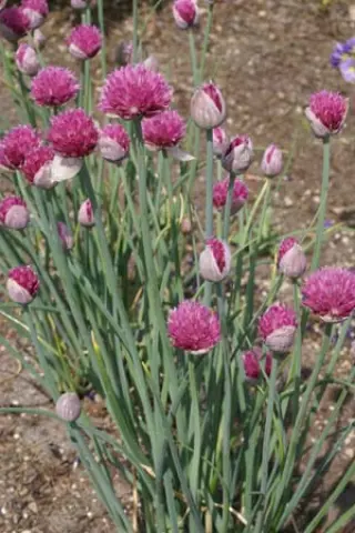 Allium schoenoprasum 'Forescate'