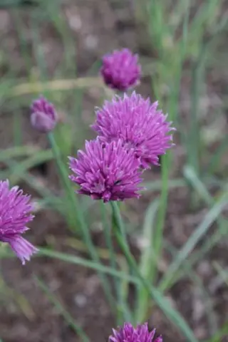Allium schoenoprasum 'Glowing Amethyst'