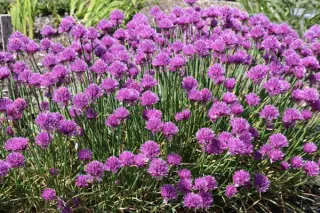 Allium schoenoprasum 'Glowing Amethyst'