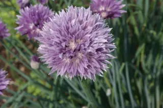 Allium schoenoprasum subsp. orosiae